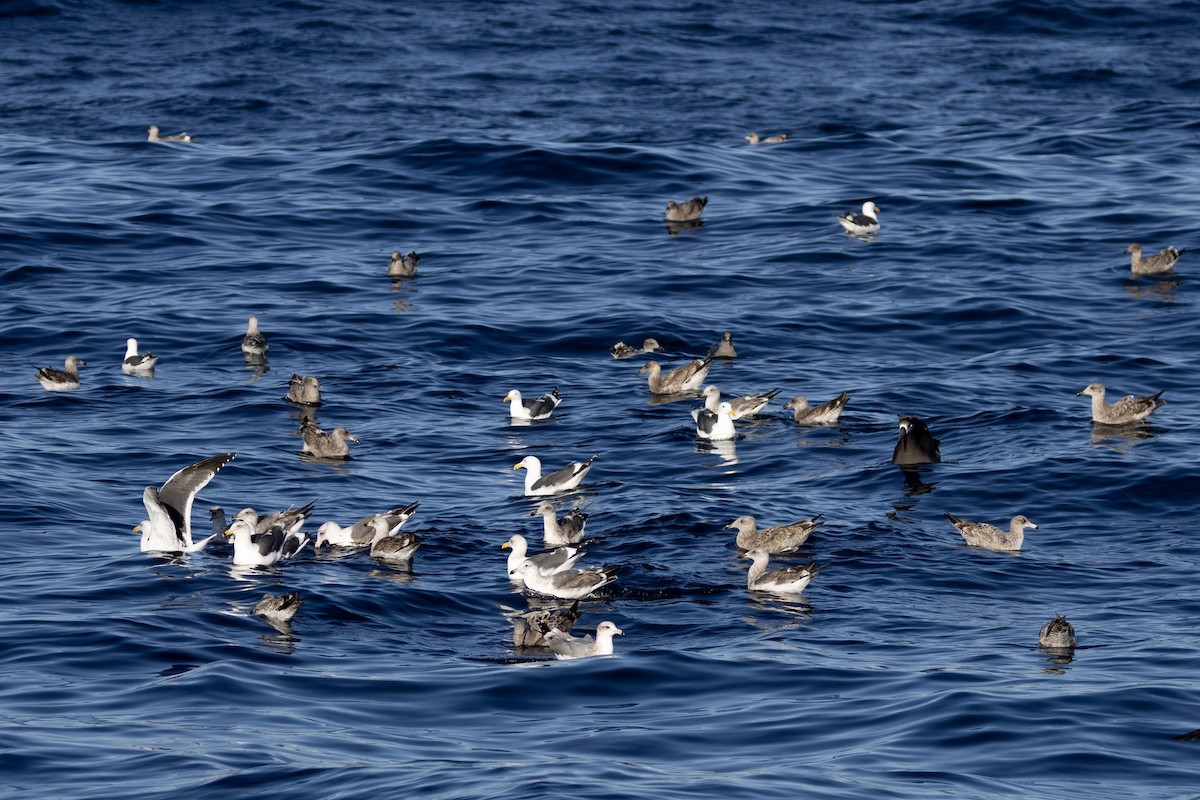 Western Gull - ML627527064