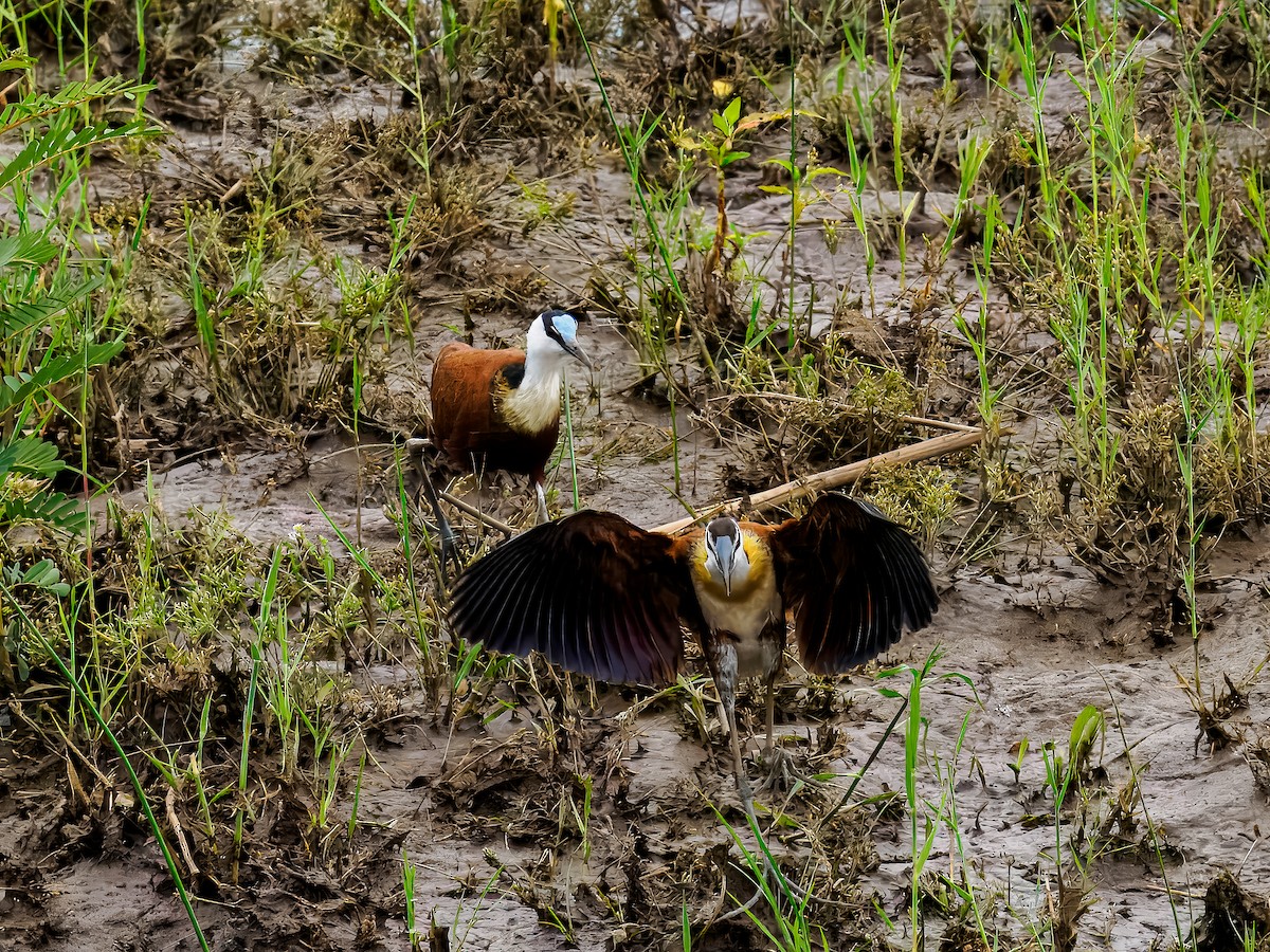 Jacana à poitrine dorée - ML627527122