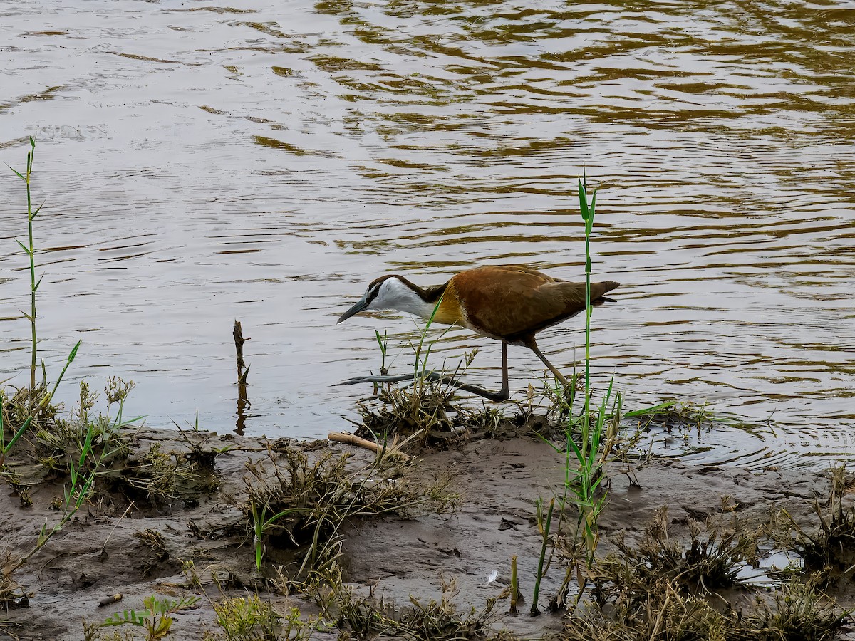 Jacana à poitrine dorée - ML627527123