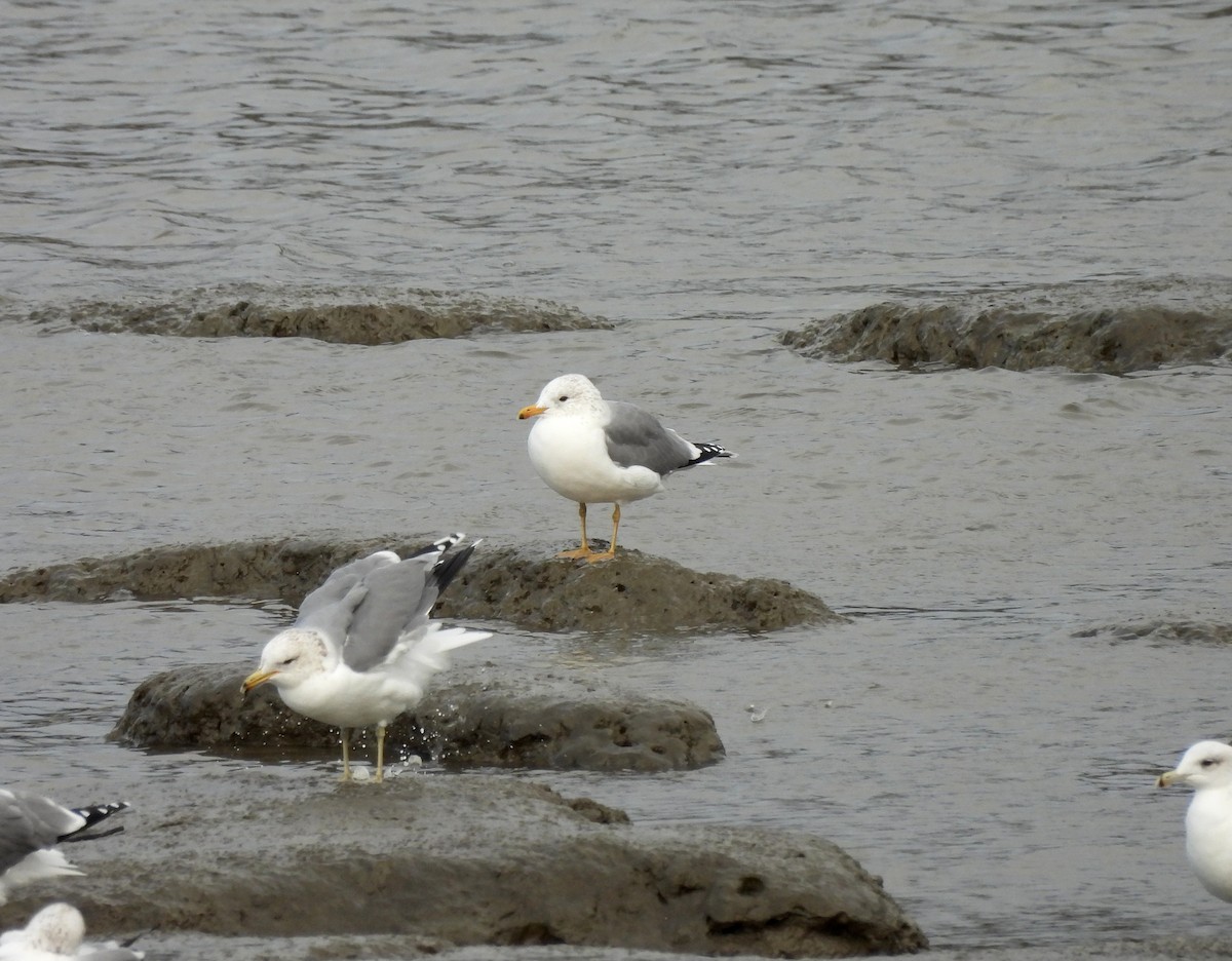 California Gull - ML627527139