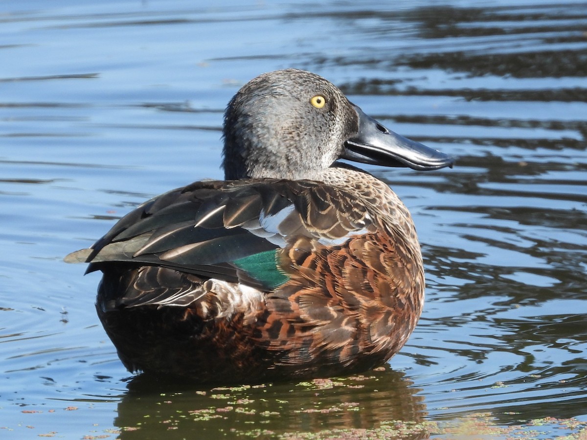 Australasian Shoveler - ML627527238