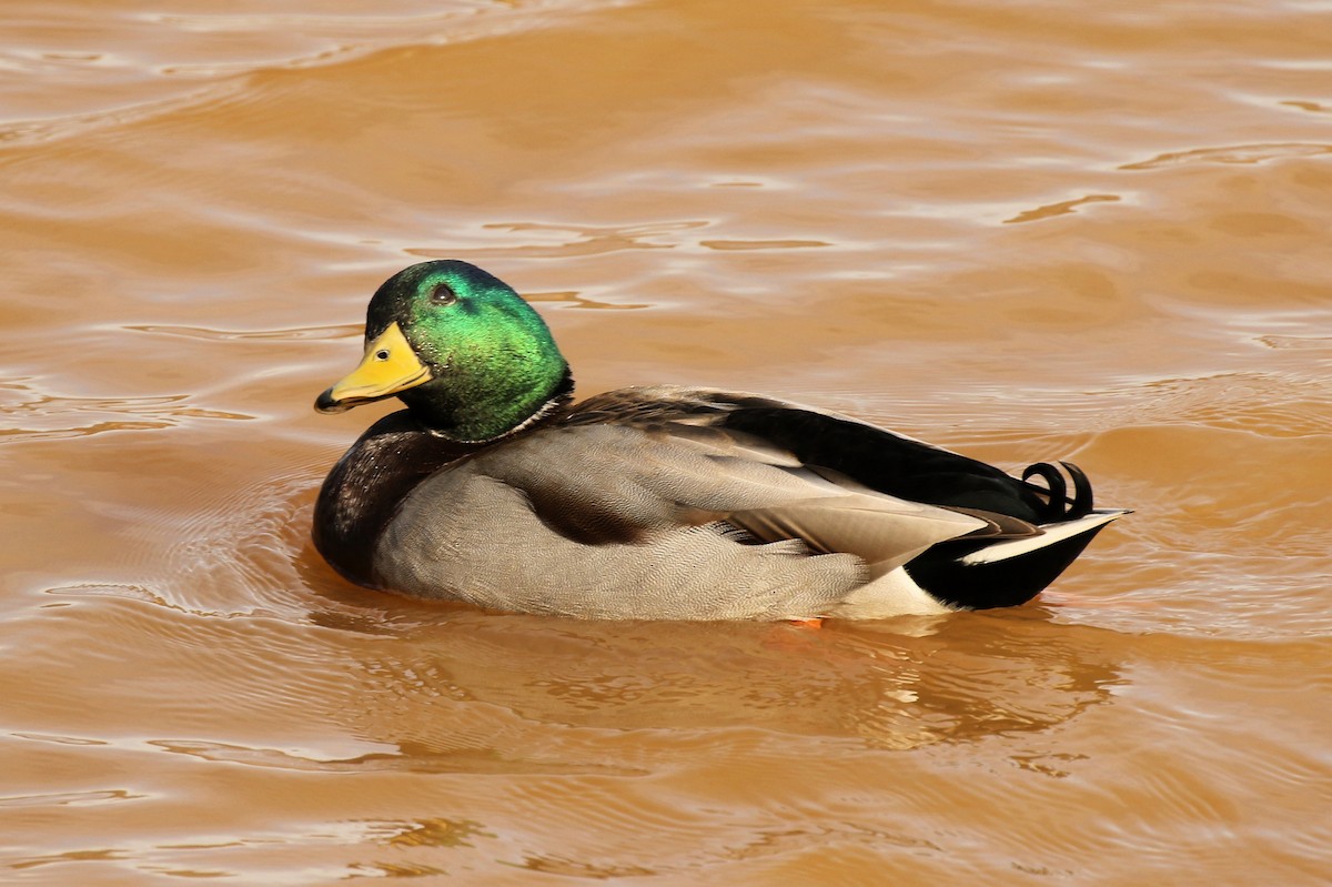 kachna divoká - ML627527250