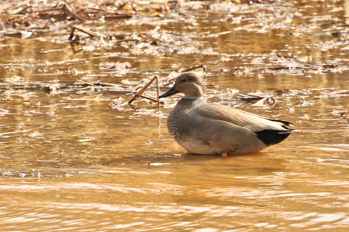 kopřivka obecná - ML627527401