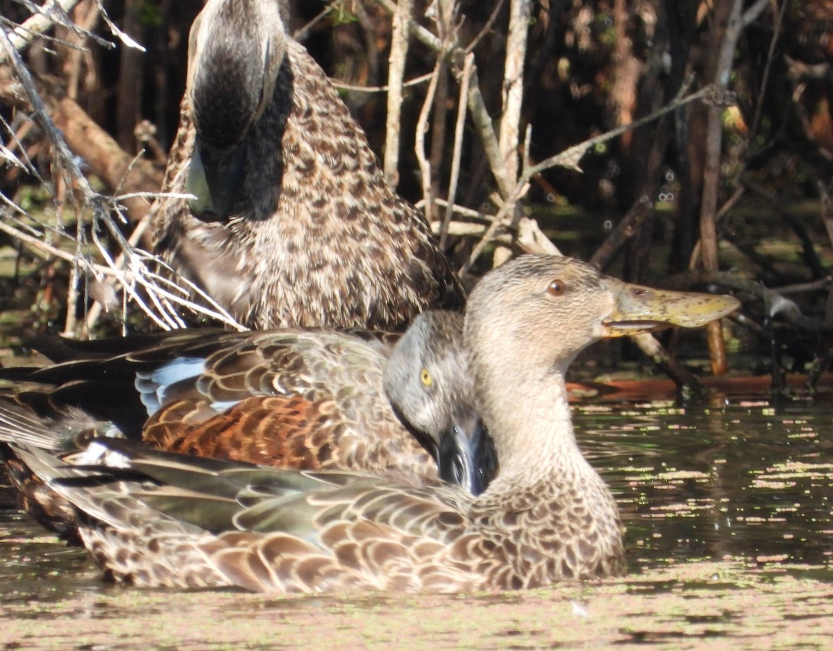 Australasian Shoveler - ML627527483