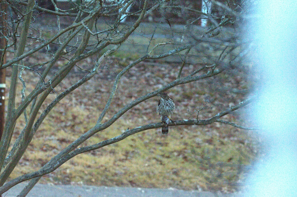 Cooper's Hawk - ML627527498