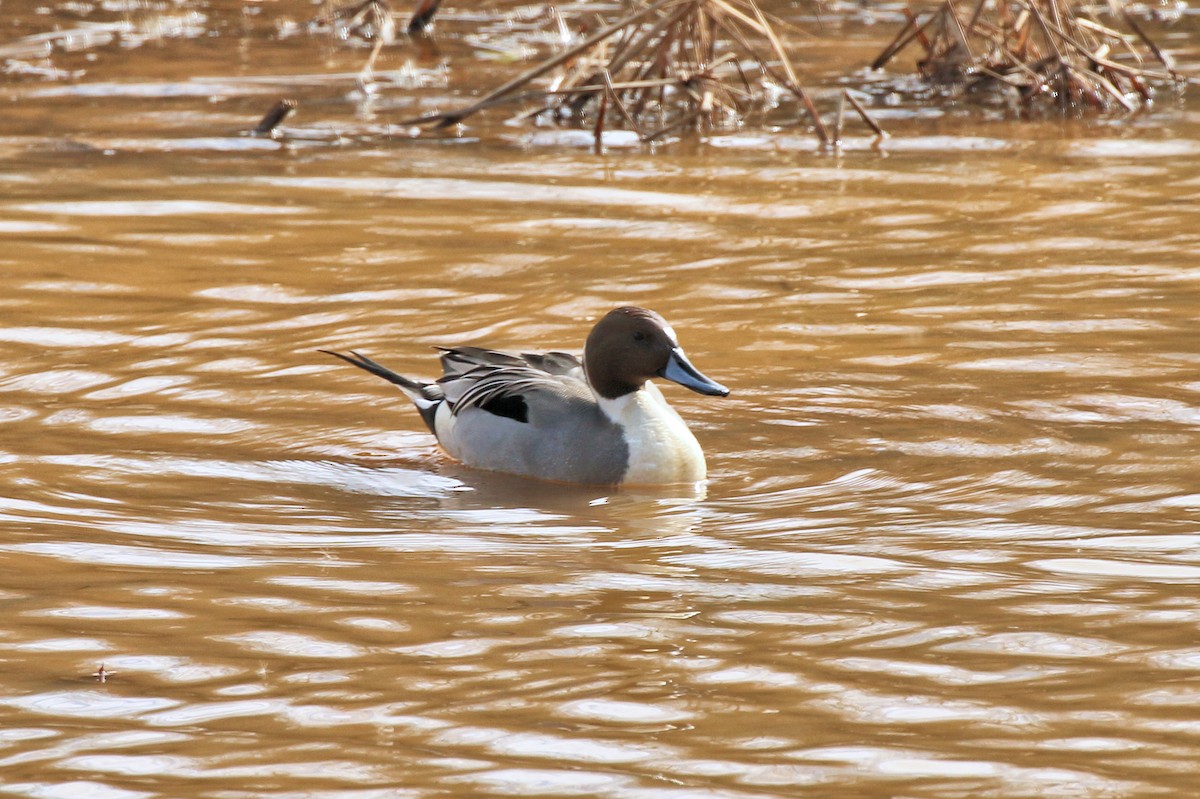 ostralka štíhlá - ML627527592
