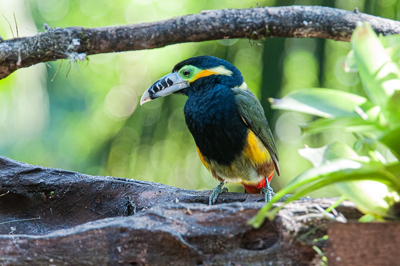 Spot-billed Toucanet - ML627527593