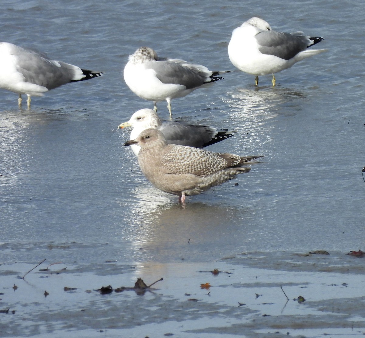 Iceland Gull (Thayer's) - ML627527597