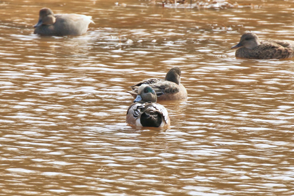 hvízdák americký - ML627527796