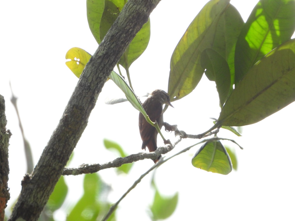 Rufous-tailed Xenops - ML627527878