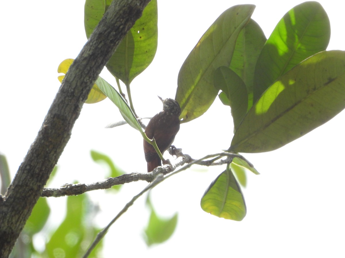 Rufous-tailed Xenops - ML627527914