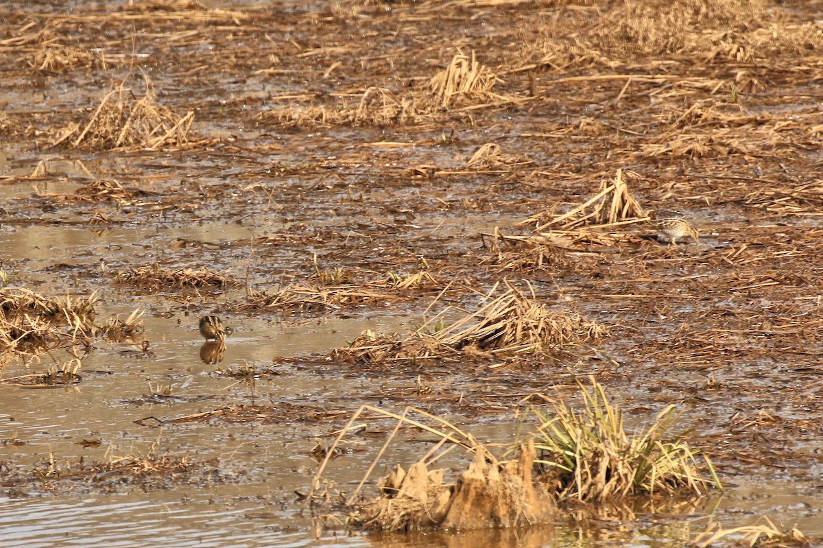 bekasina severoamerická - ML627528028