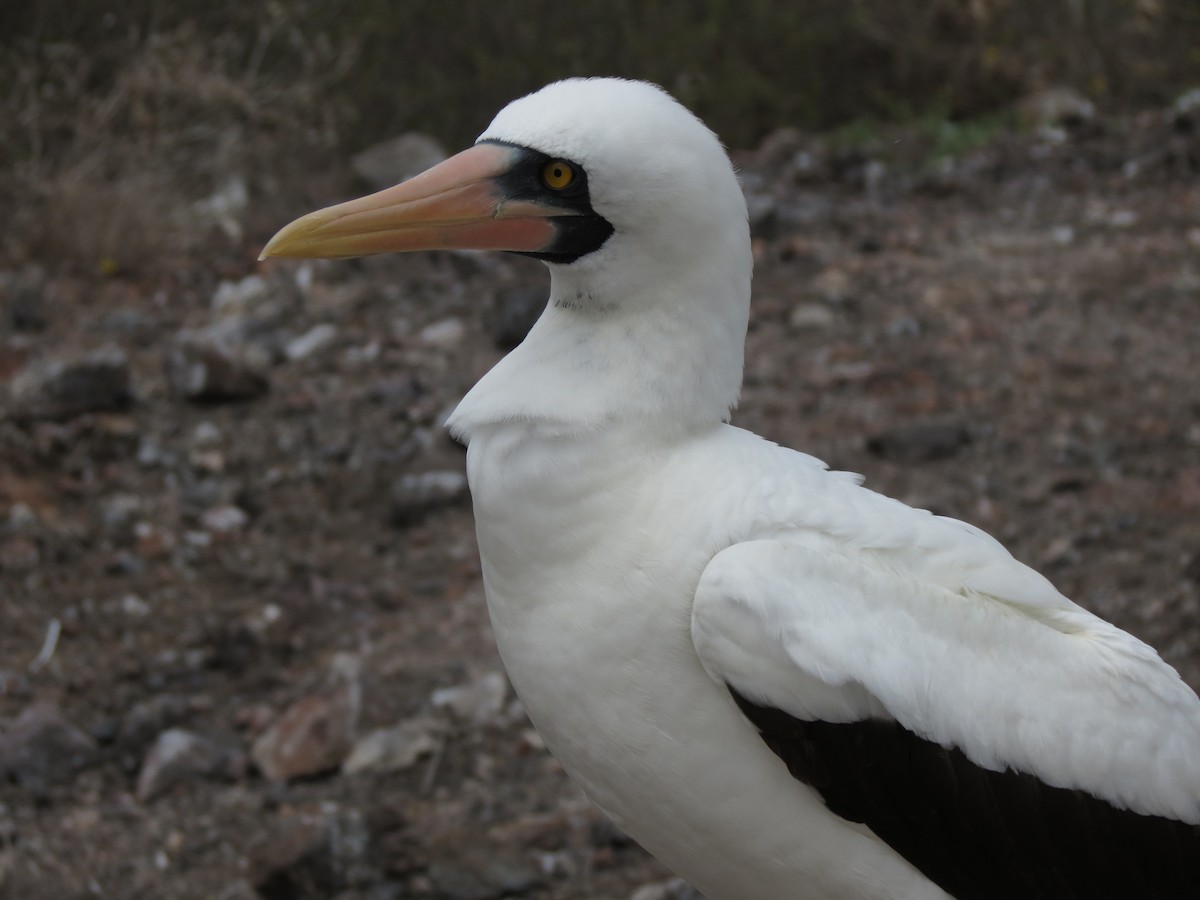 Nazca Booby - ML627528029