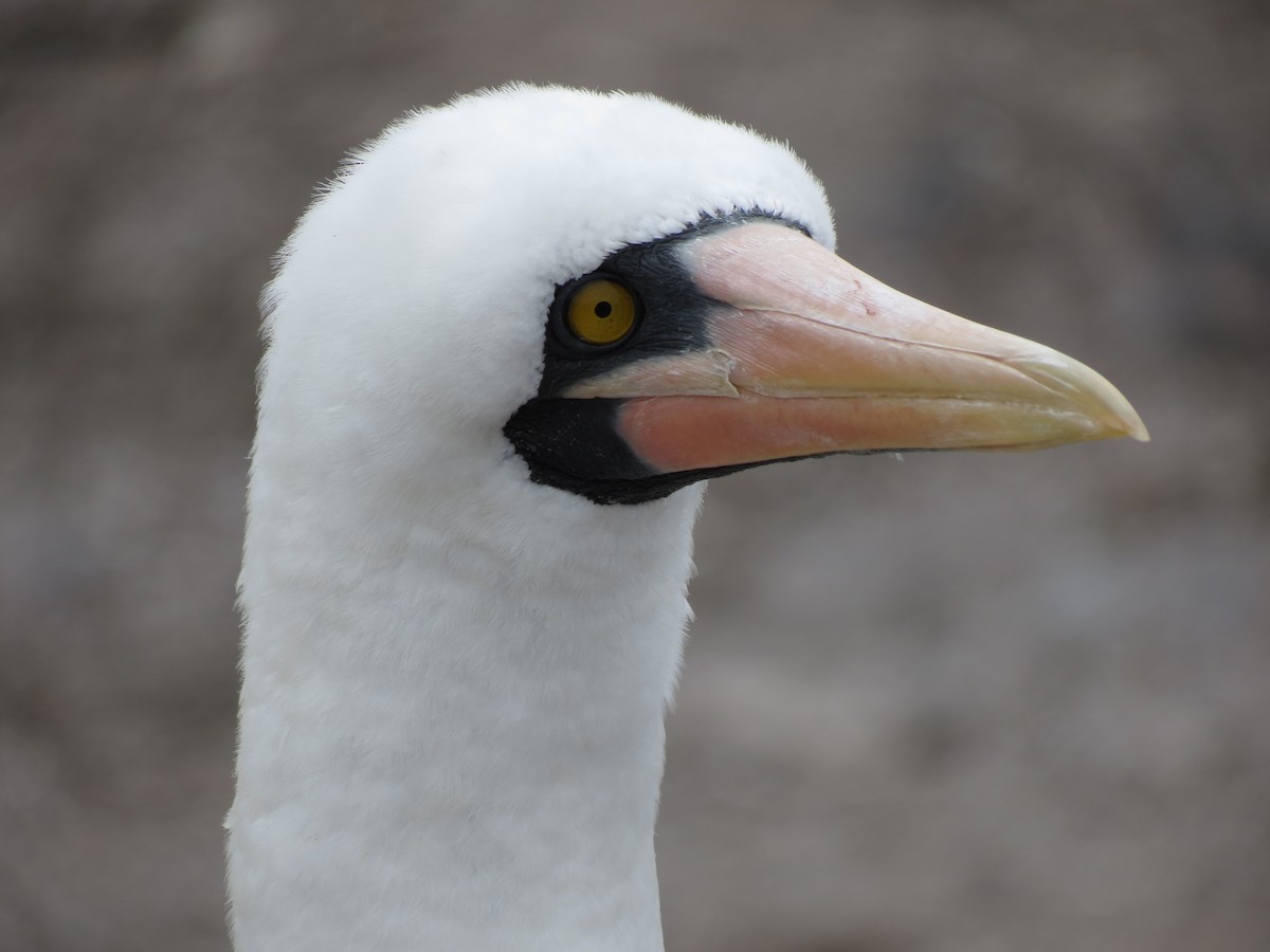 Nazca Booby - ML627528030