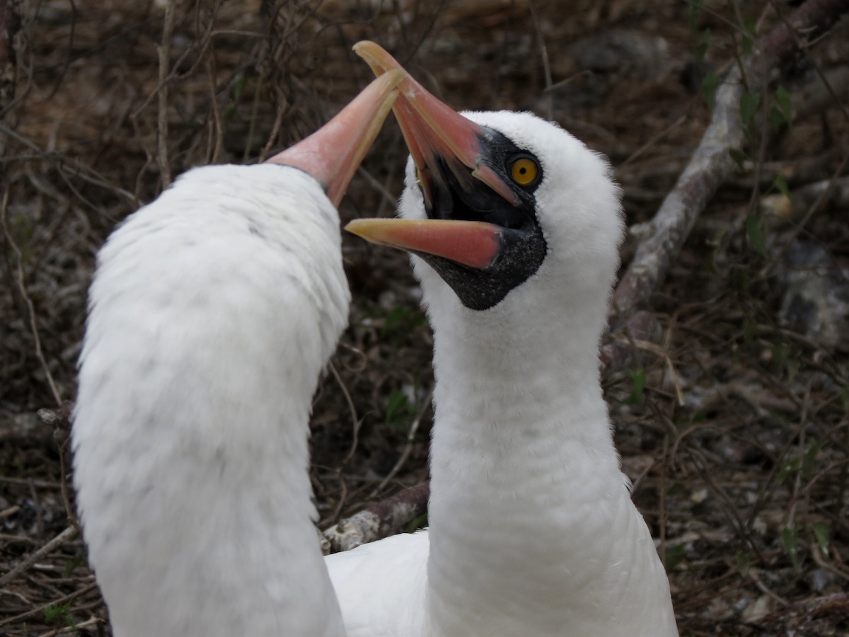 Nazca Booby - ML627528031