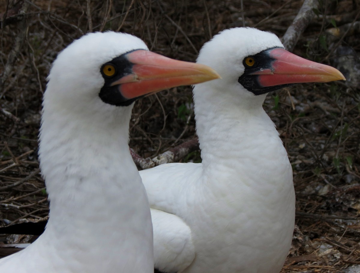 Nazca Booby - ML627528049