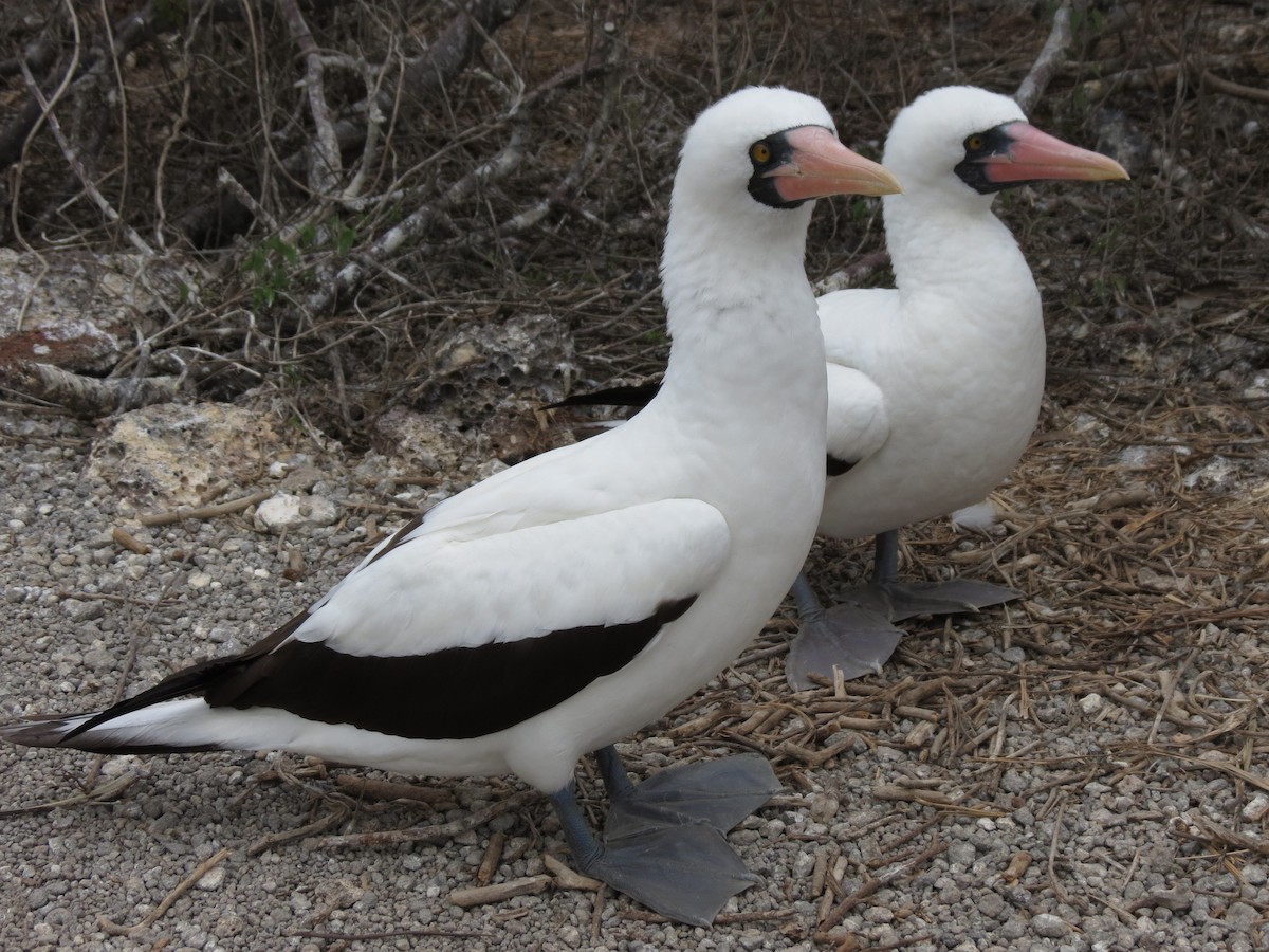 Nazca Booby - ML627528050