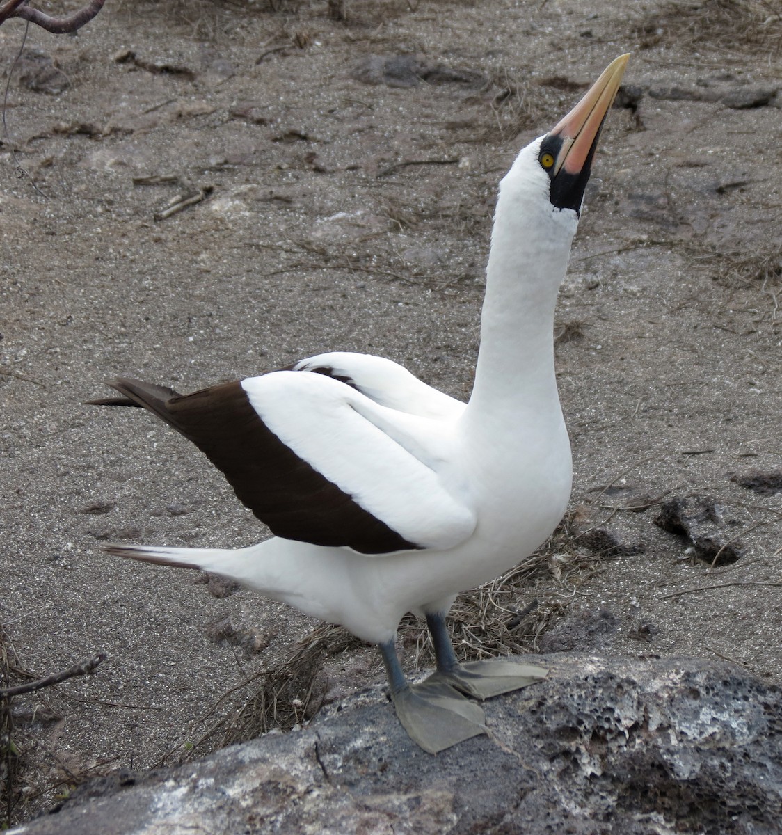 Nazca Booby - ML627528052