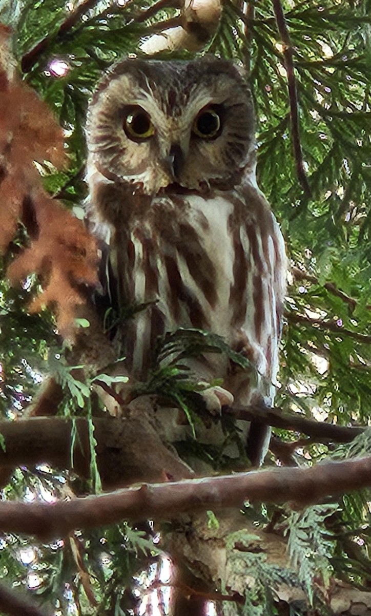 Northern Saw-whet Owl - ML627528204