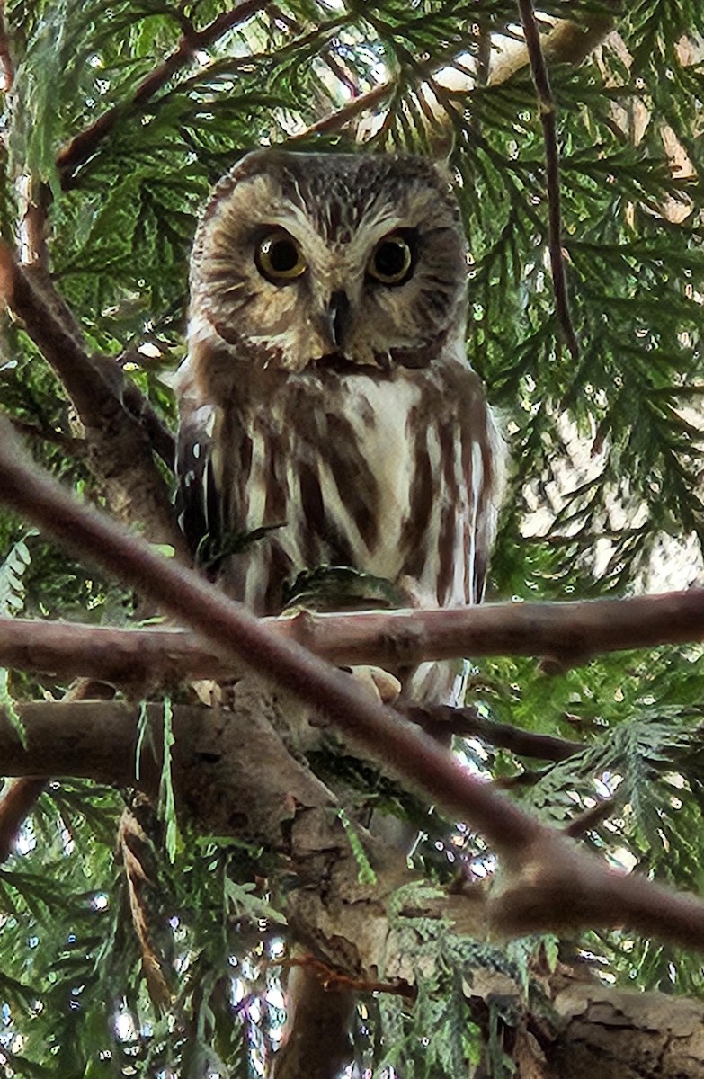 Northern Saw-whet Owl - ML627528205