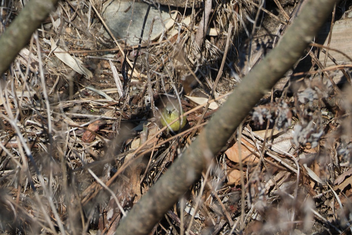 Orange-crowned Warbler - ML627528402