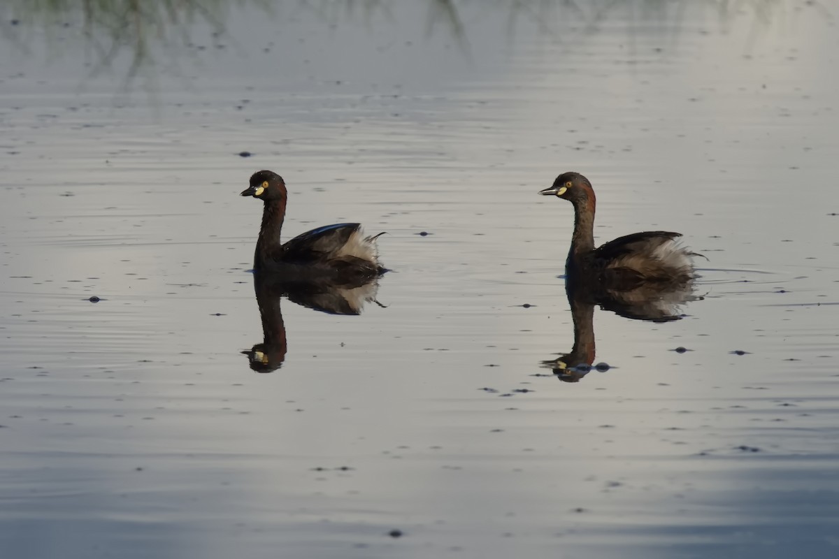 Australasian Grebe - ML627528406