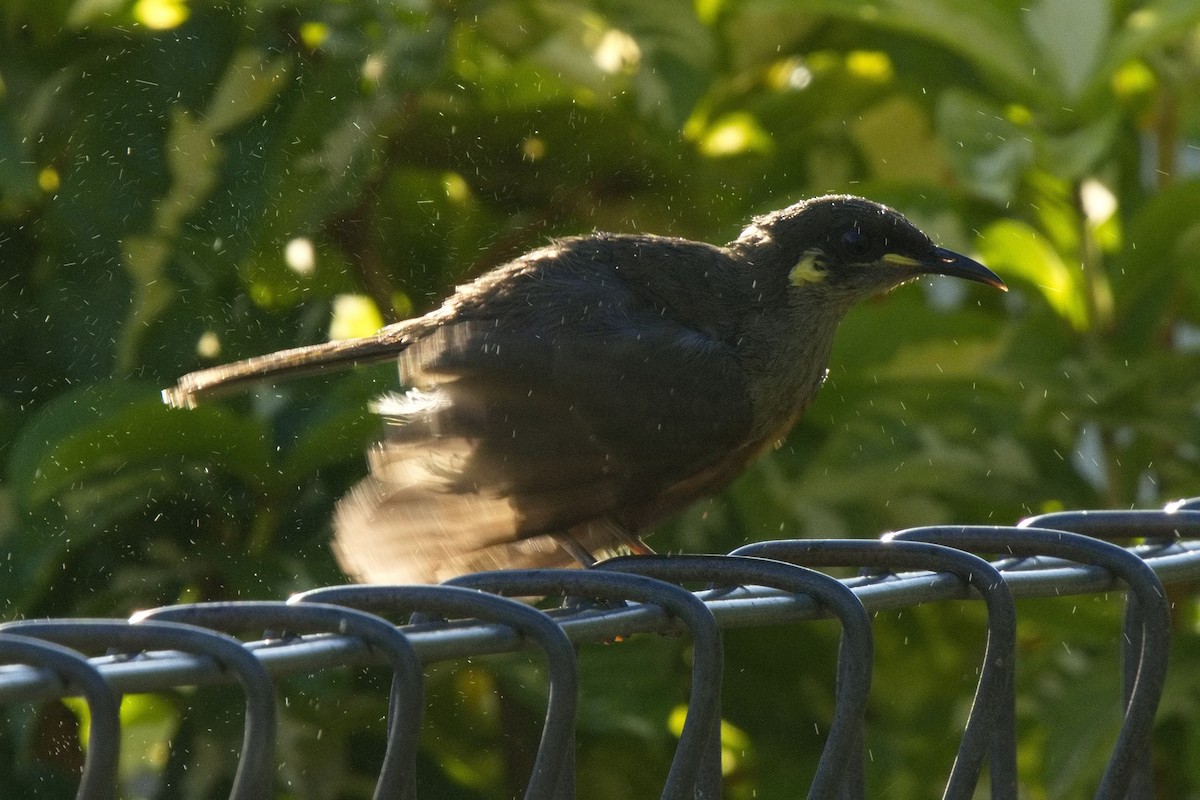 Yellow-spotted Honeyeater - ML627528423