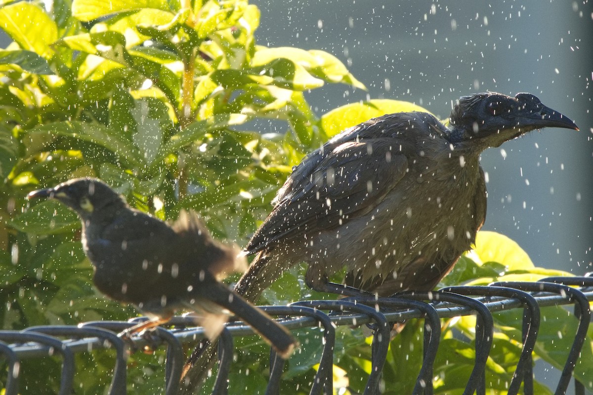 Helmeted Friarbird - ML627528430