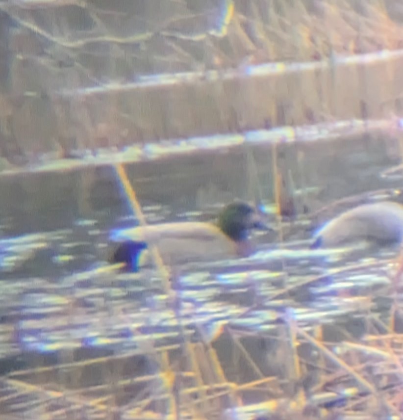 Gadwall x Mallard (hybrid) - ML627528438