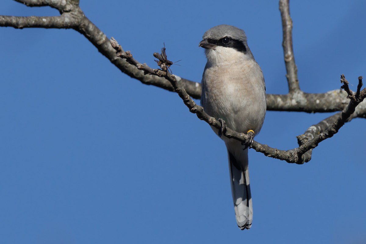 ML627528448 - Loggerhead Shrike - Macaulay Library