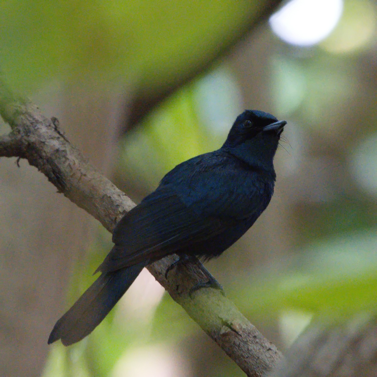 Shining Flycatcher - ML627528451