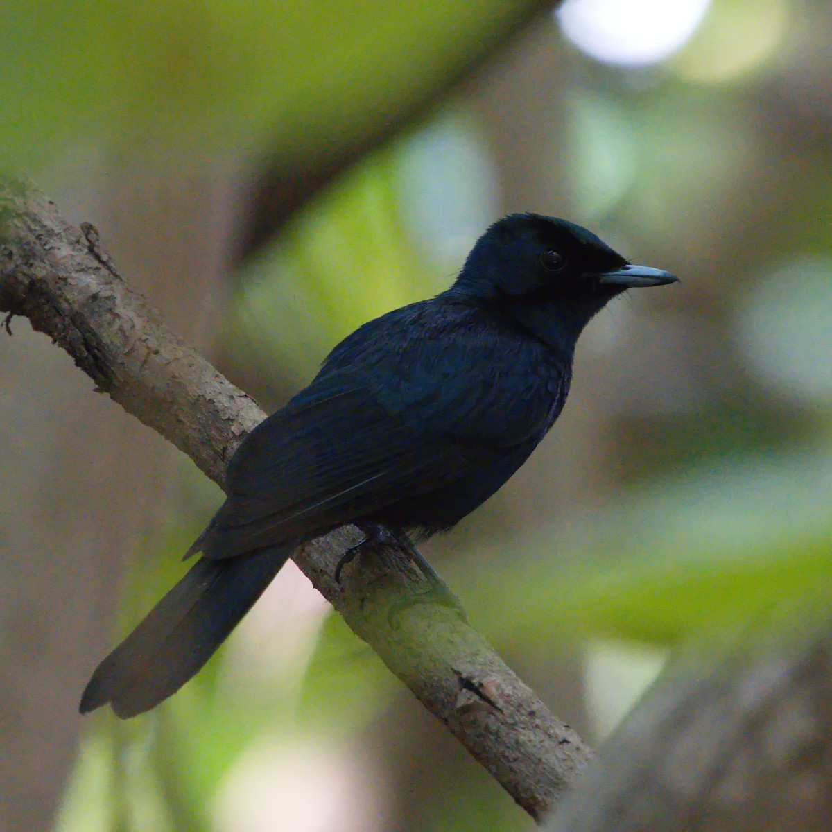 Shining Flycatcher - ML627528456