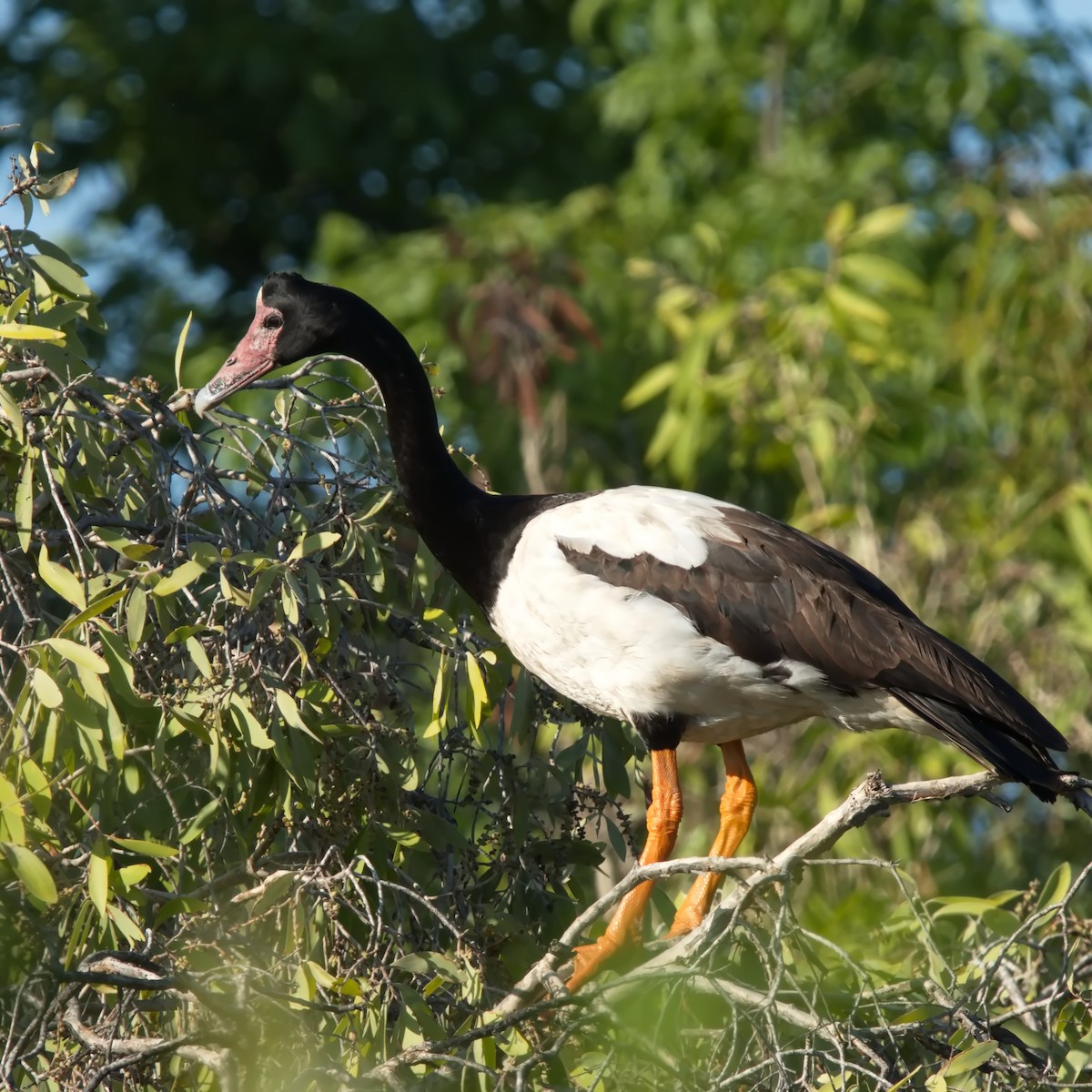 Magpie Goose - ML627528496