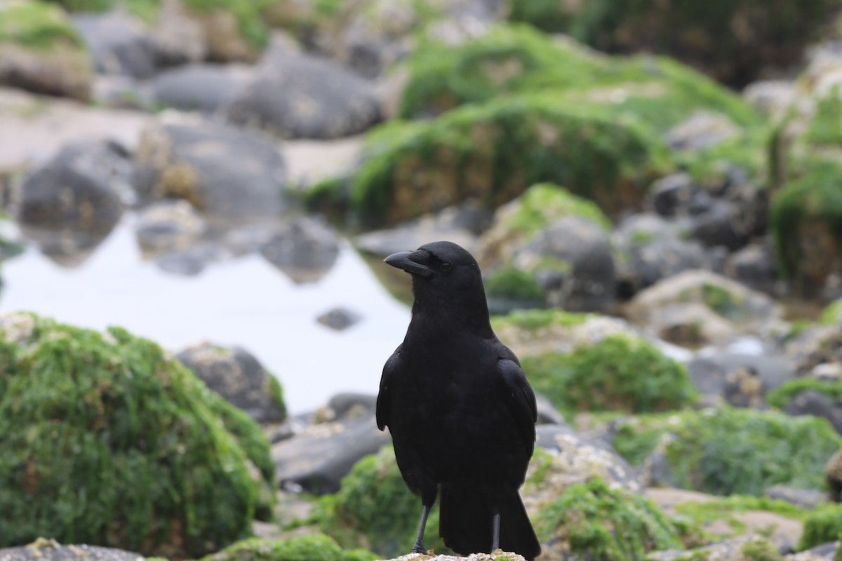 American Crow - ML627528548