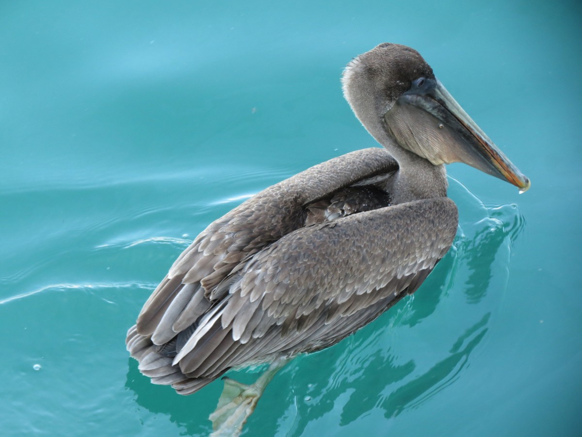 Brown Pelican - ML627528565