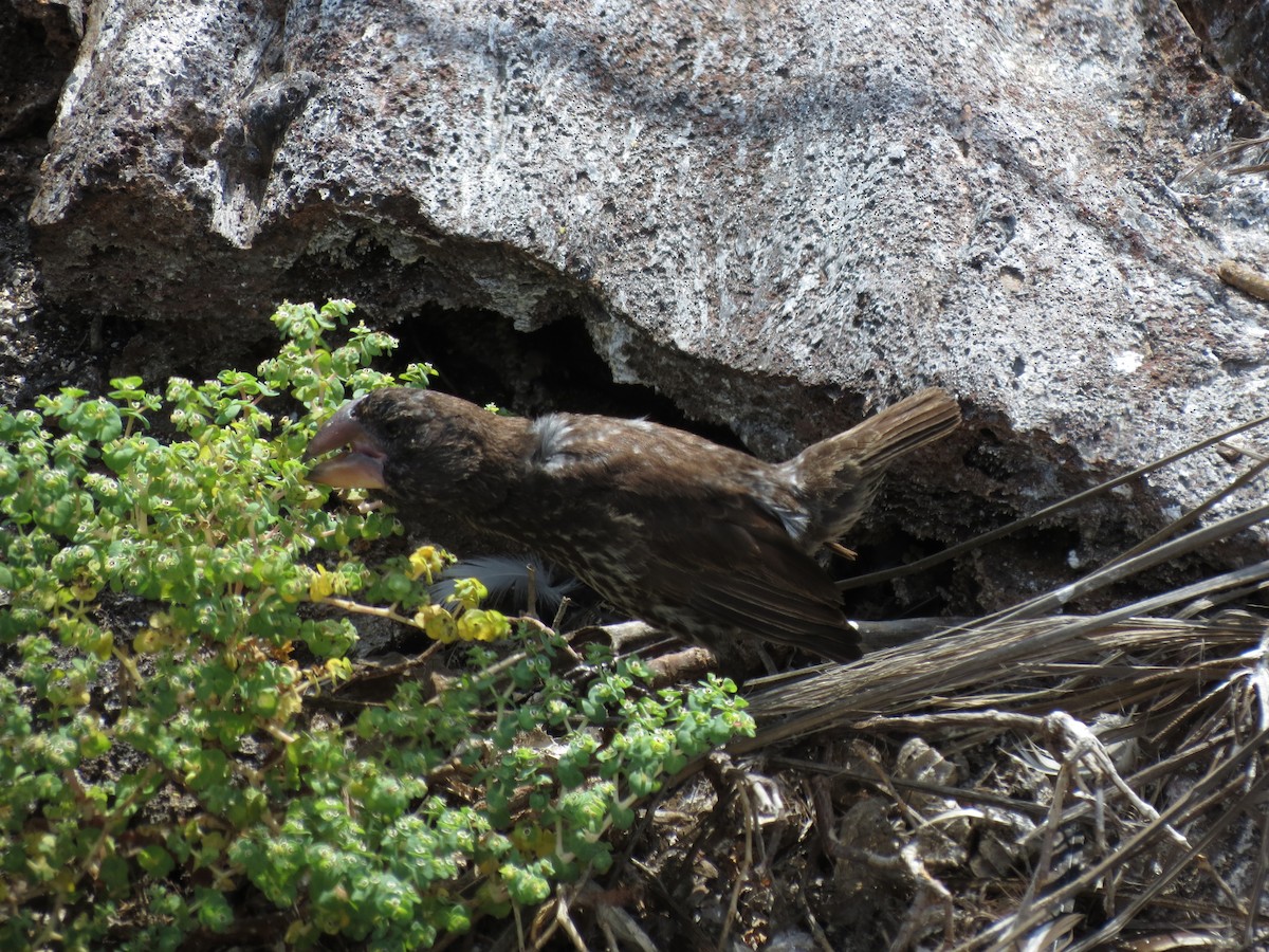 Large Ground-Finch - ML627528594