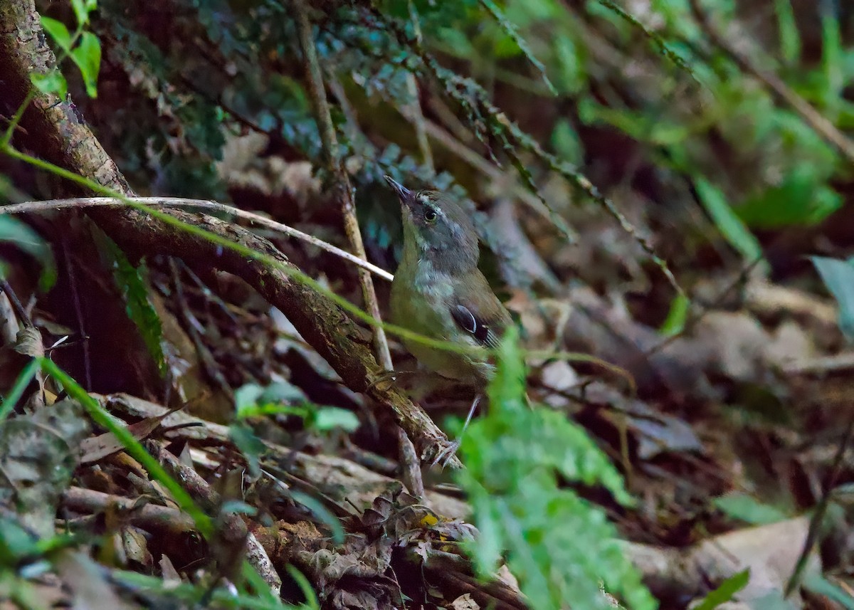 White-browed Scrubwren (Buff-breasted) - ML627528602