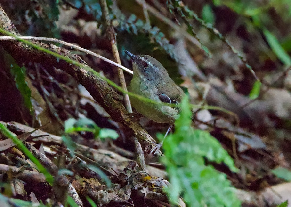 White-browed Scrubwren (Buff-breasted) - ML627528603