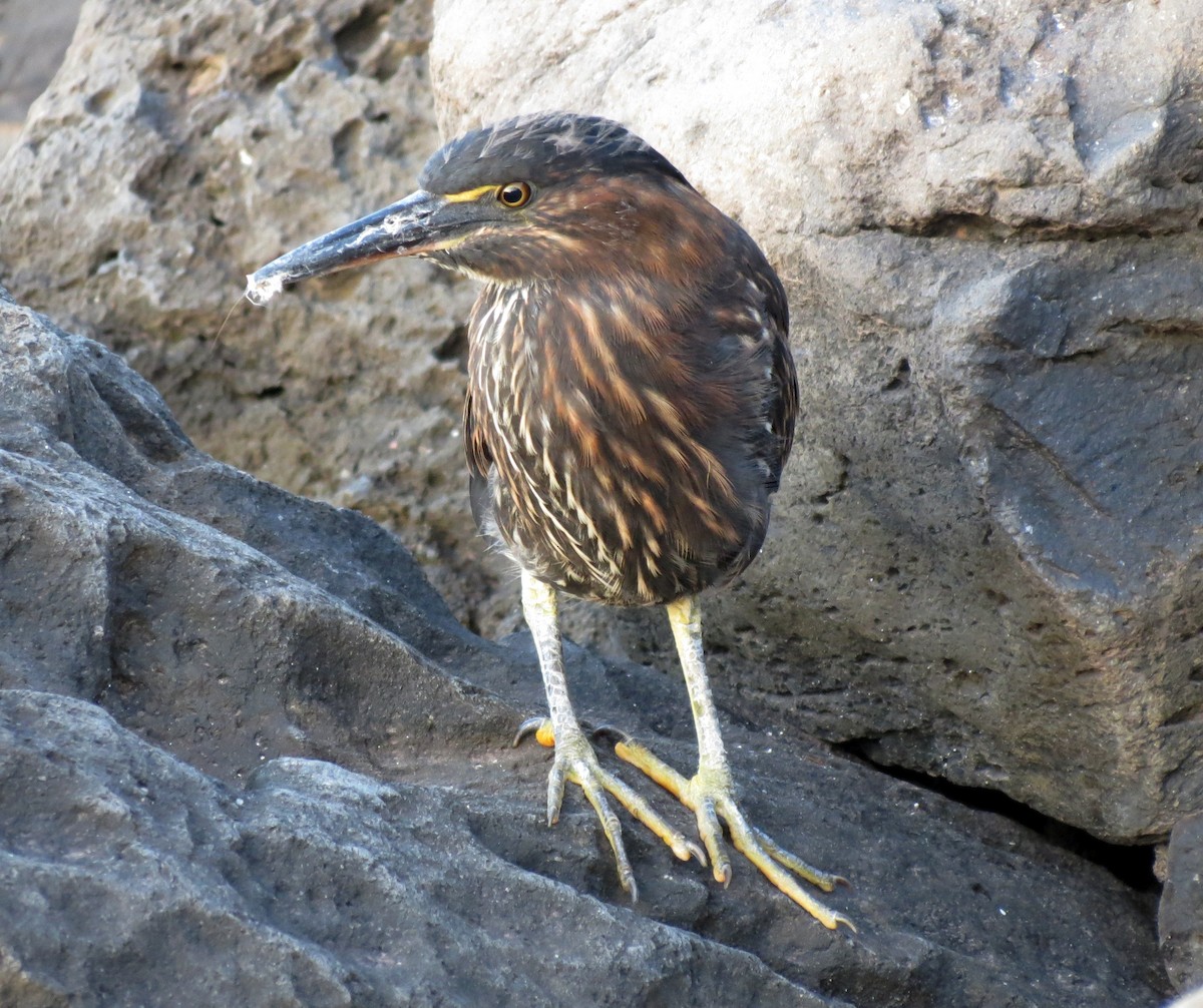 Striated Heron - ML627528694