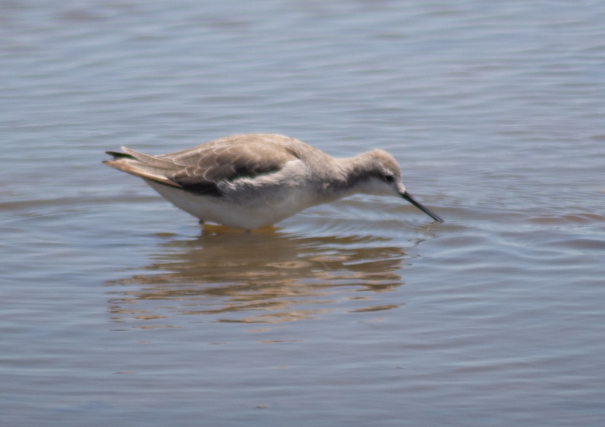 Wilson's Phalarope - ML627528707