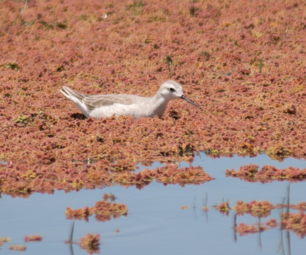 Wilson's Phalarope - ML627528708