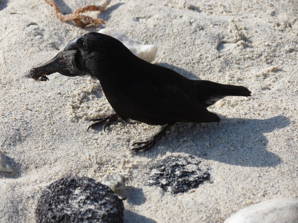 Large Ground-Finch - ML627528712