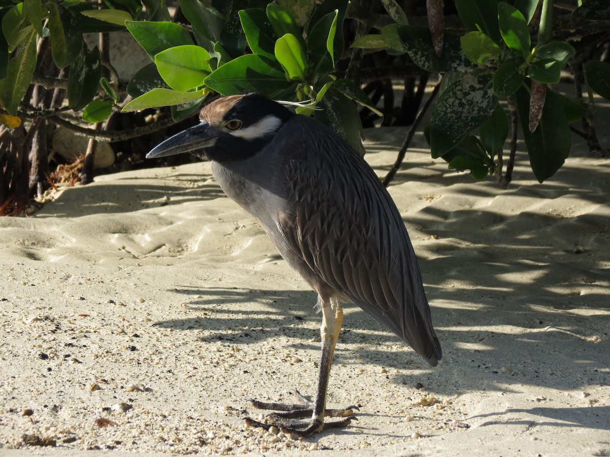 Yellow-crowned Night Heron (Galapagos) - ML627528723