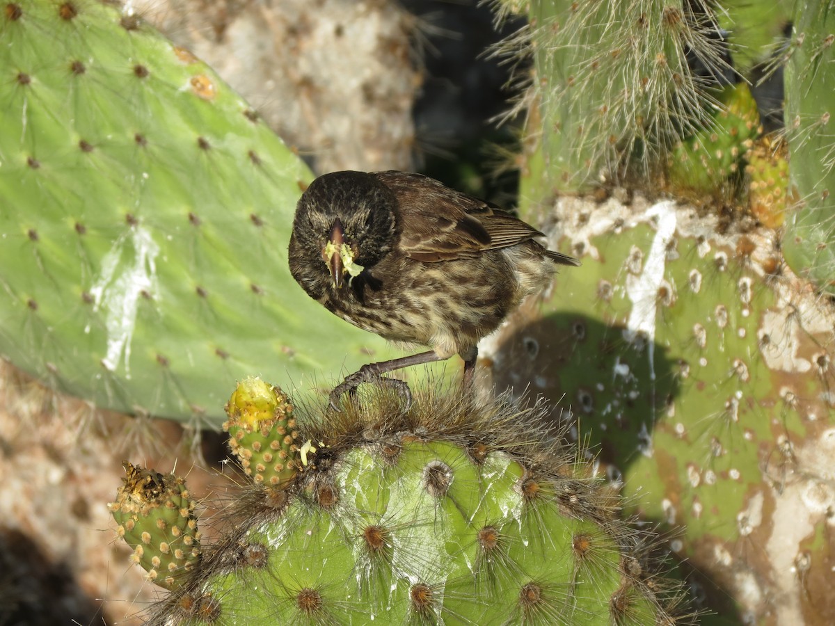 Genovesa Cactus-Finch - ML627528777