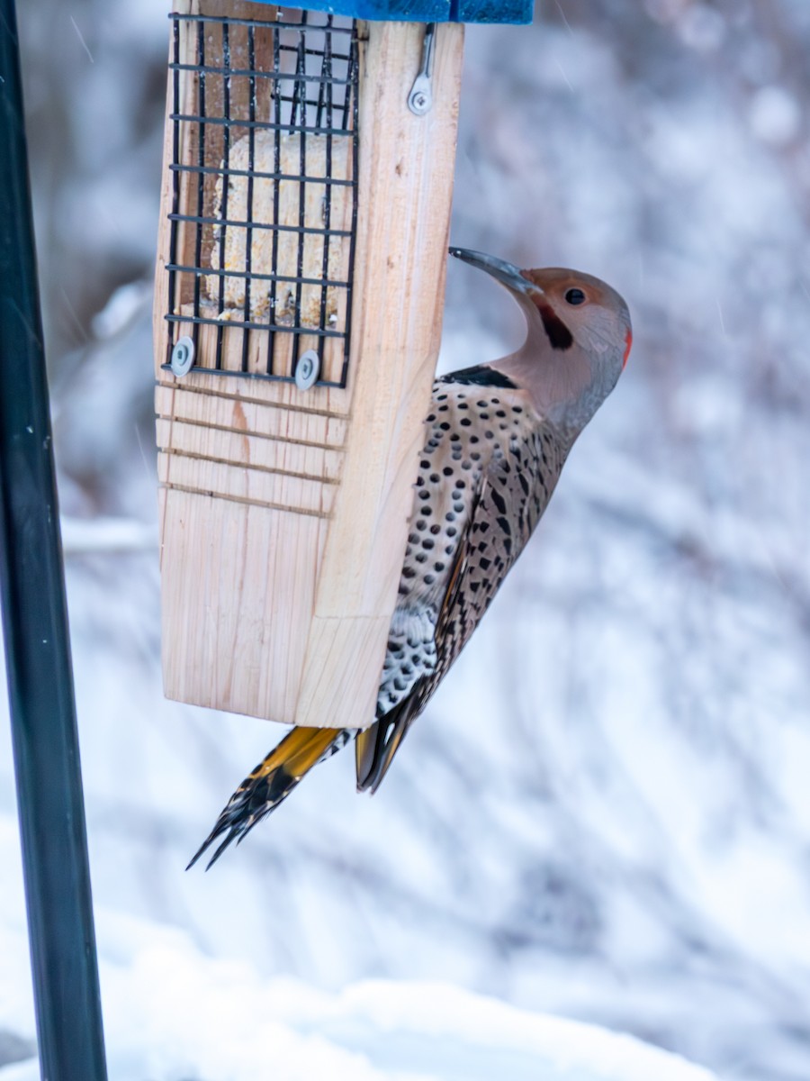 Northern Flicker (Yellow-shafted x Red-shafted) - ML627528780