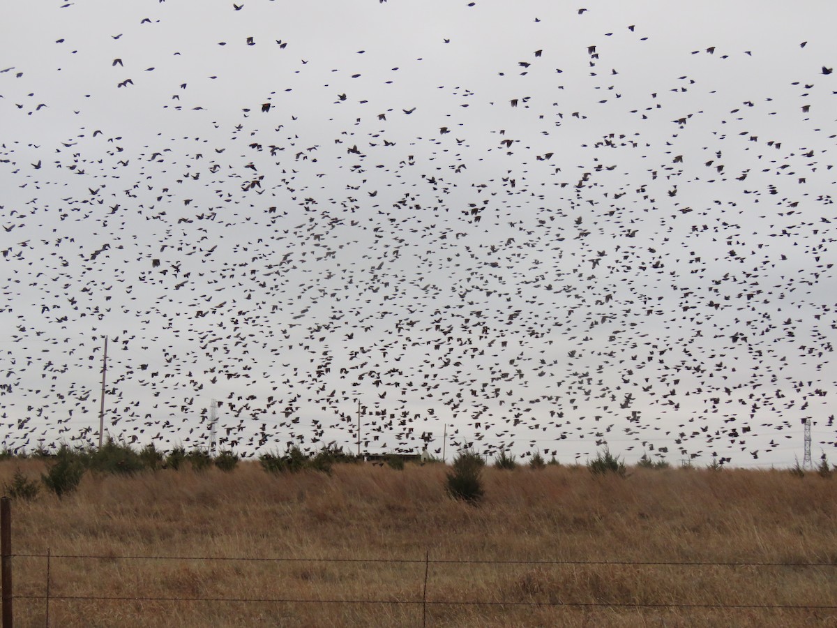 Red-winged Blackbird - ML627528816