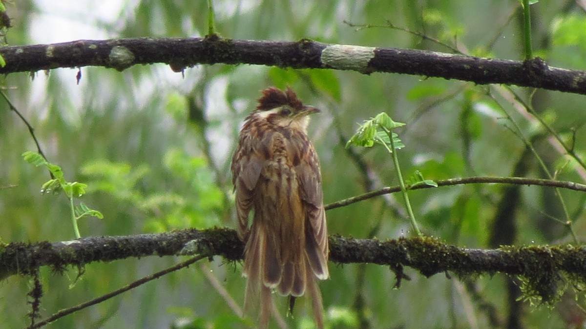 Striped Cuckoo - ML627528821