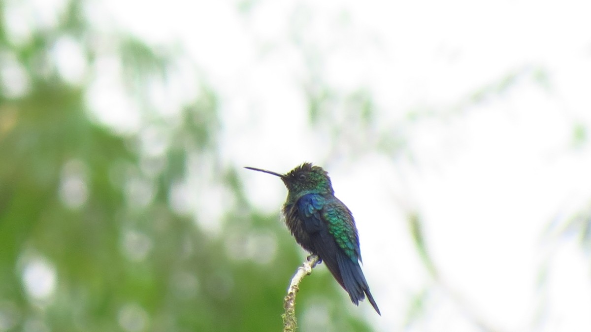 Crowned Woodnymph - ML627528827