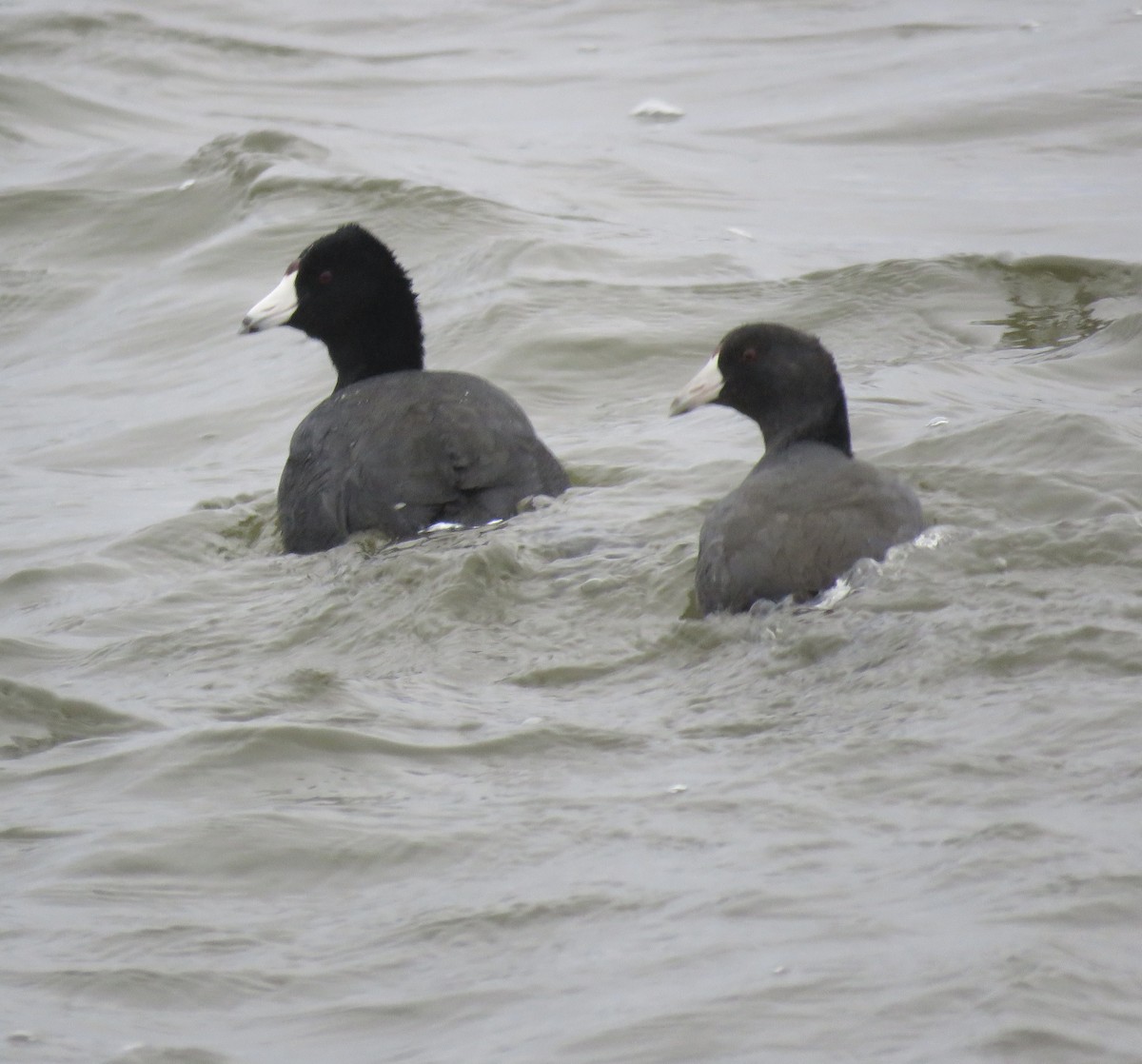 American Coot - ML627528853