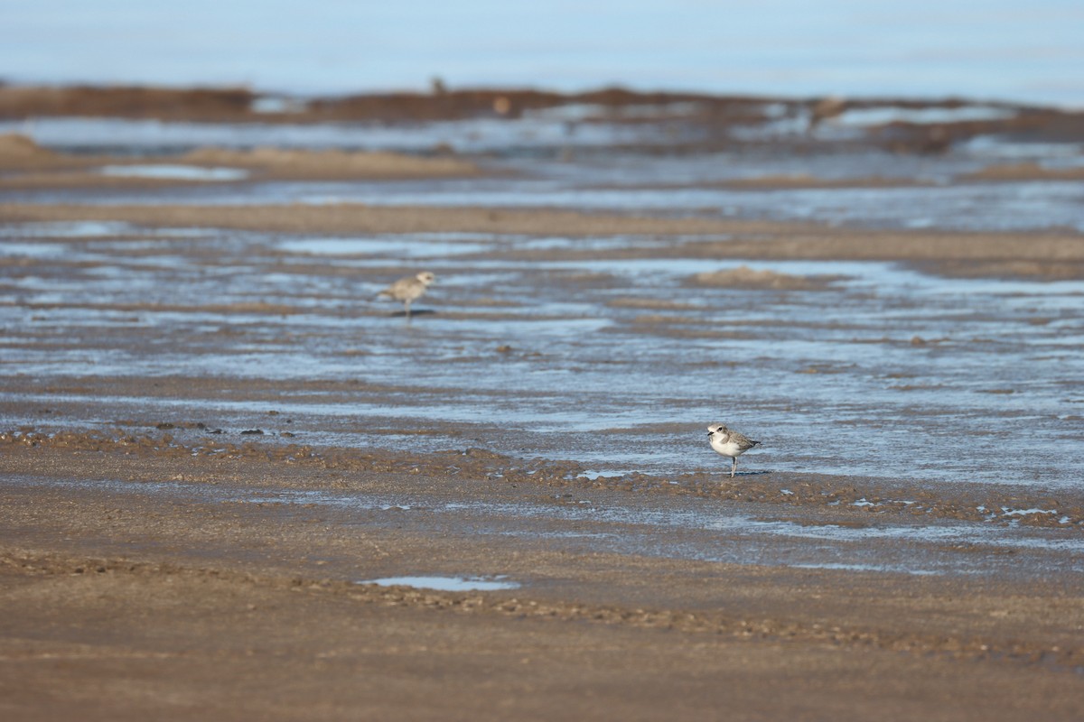 Snowy Plover - ML627528871